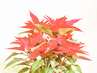 Image showing Retro looking Poinsettia Christmas star