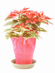 Image showing Retro looking Poinsettia Christmas Star