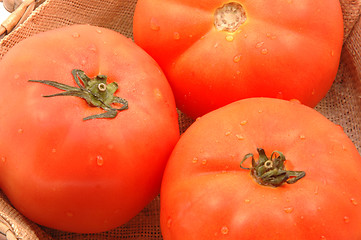 Image showing hydroponic tomatoes in wicker