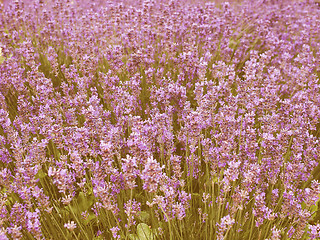 Image showing Retro looking Lavender flowers