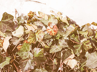 Image showing Retro looking Ivy leaf