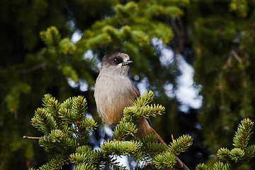 Image showing siberian jay in a spruce