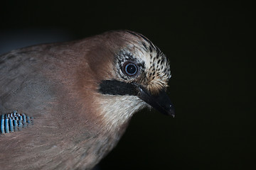 Image showing jay