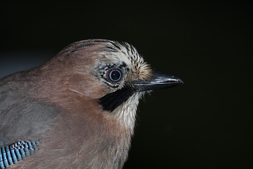 Image showing eurasian jay