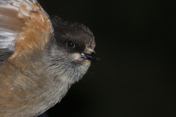 Image showing siberian jay