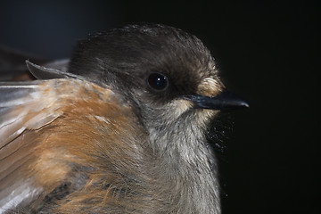 Image showing siberian jay