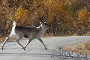 Image showing reindeer calf