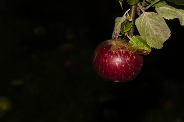 Image showing red apple