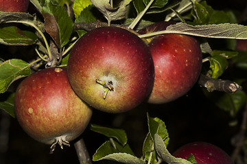 Image showing trio of apples