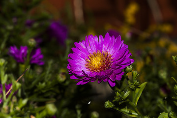 Image showing new york aster