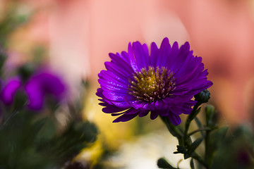 Image showing new york aster