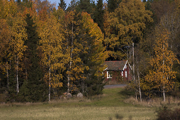 Image showing fall trees