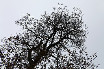 Image showing dry branches of tree