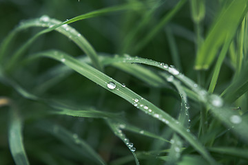 Image showing Drops of dew on the grass