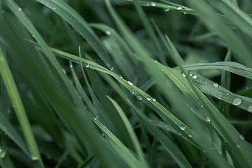 Image showing Drops of dew on the grass