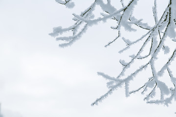 Image showing Tree branches in the snow