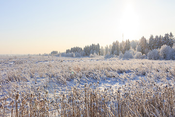 Image showing Frosted trees against a blue sky