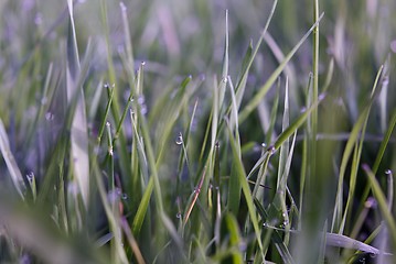 Image showing Drops of dew on the grass