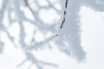 Image showing Tree branches in the snow