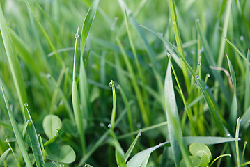 Image showing Drops of dew on the grass