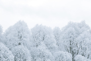 Image showing Tree branches in the snow