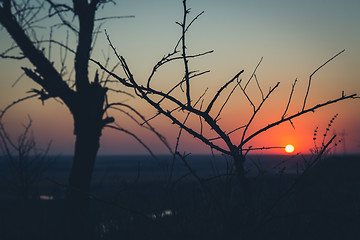 Image showing Tree silhouette  at sunset 