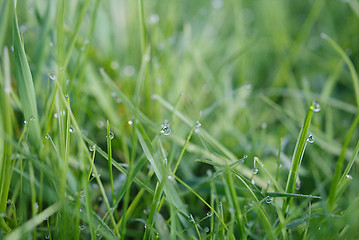 Image showing Drops of dew on the grass