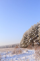 Image showing Frosted trees against a blue sky