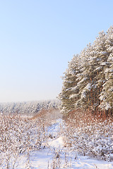 Image showing Frosted trees against a blue sky