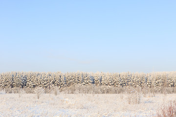 Image showing Frosted trees against a blue sky