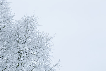 Image showing Tree branches in the snow