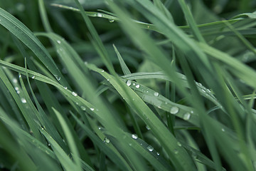 Image showing Drops of dew on the grass