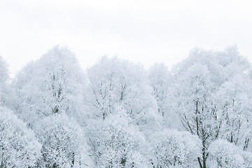 Image showing Tree branches in the snow