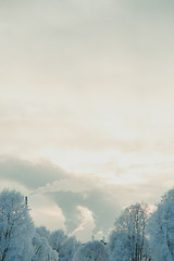 Image showing Tree branches in the snow