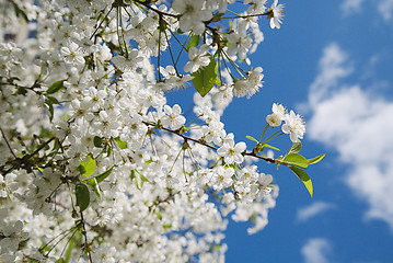 Image showing White flowers on a background of blue sky