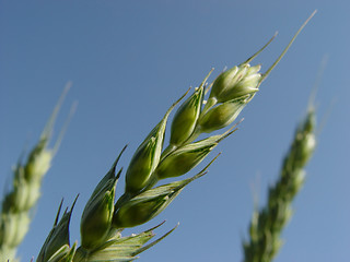 Image showing wheat closeup