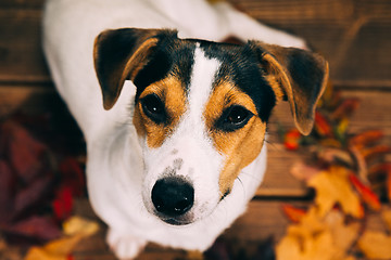 Image showing Jack Russell sits and looks into the camera