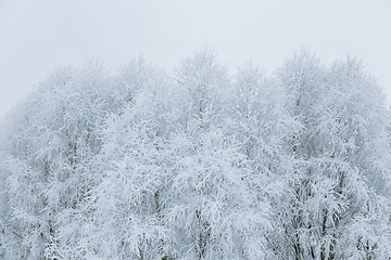 Image showing Tree branches in the snow