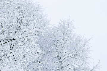 Image showing Tree branches in the snow