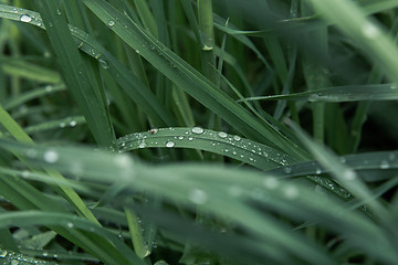 Image showing Drops of dew on the grass