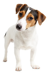 Image showing Jack Russell Terrier of white background