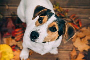 Image showing Jack Russell sits and looks into the camera