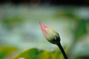 Image showing Lotus bud