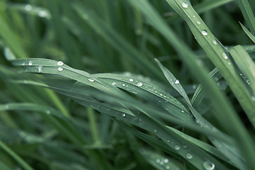 Image showing Drops of dew on the grass