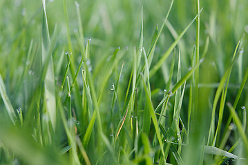 Image showing Drops of dew on the grass