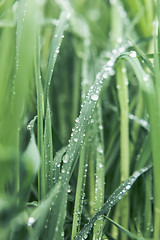 Image showing Drops of dew on the grass