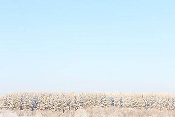 Image showing Frosted trees against a blue sky