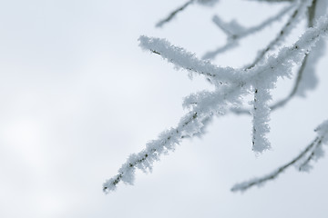 Image showing Tree branches in the snow