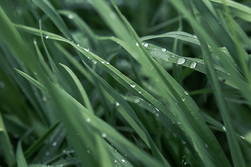 Image showing Drops of dew on the grass