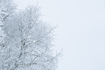 Image showing Tree branches in the snow